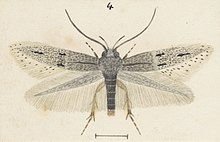 Fig 4 MA I437899 TePapa Plate-XXXVIII-The-butterflies full (cropped).jpg