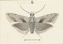 Fig 6 MA I437626 TePapa Plate-XXVII-The-butterflies full (cropped).jpg