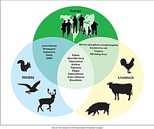 Figure 3- Exemples de maladies zoonotiques et de leurs populations affectées (6323431516) .jpg