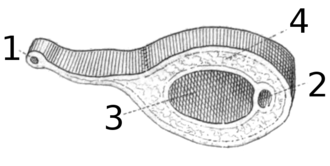 Drawing of cross section of ceras of Fiona pinnata. There are small afferent vessels (1) in cerata with puckerd membranous fringe on the inner sides. The vessels are leading to great median trunk. Efferent vessels (2), gland (3) a "normal" tissue of cerata (4). Fiona pinnata cerata 2.png