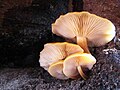 Flammulina.Velutipes.001.jpg