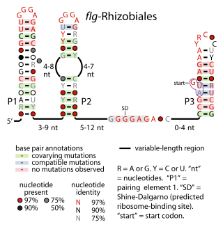 <span class="mw-page-title-main">Flg-Rhizobiales RNA motif</span>