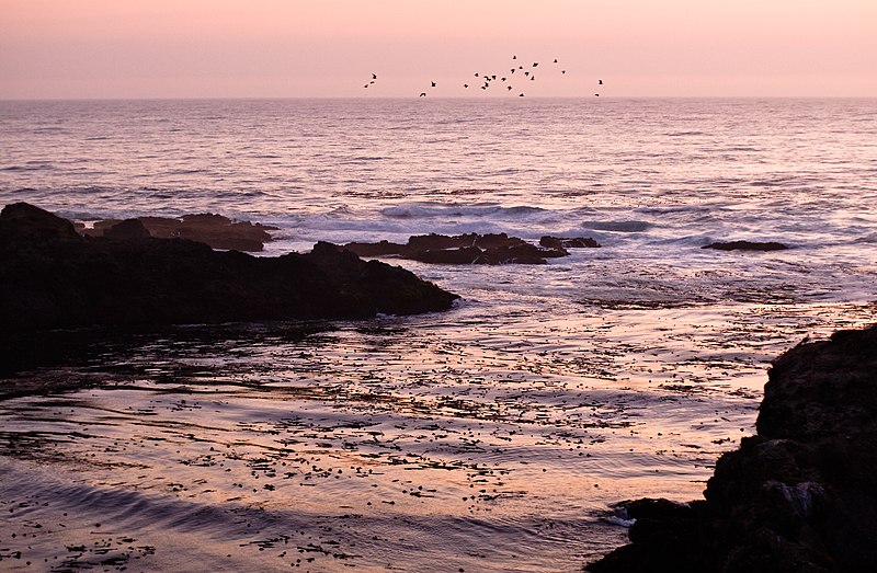 File:Flock of birds at sunset (3854509401).jpg