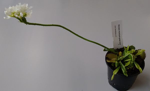 Flowering Venus flytrap showing its long flower stem