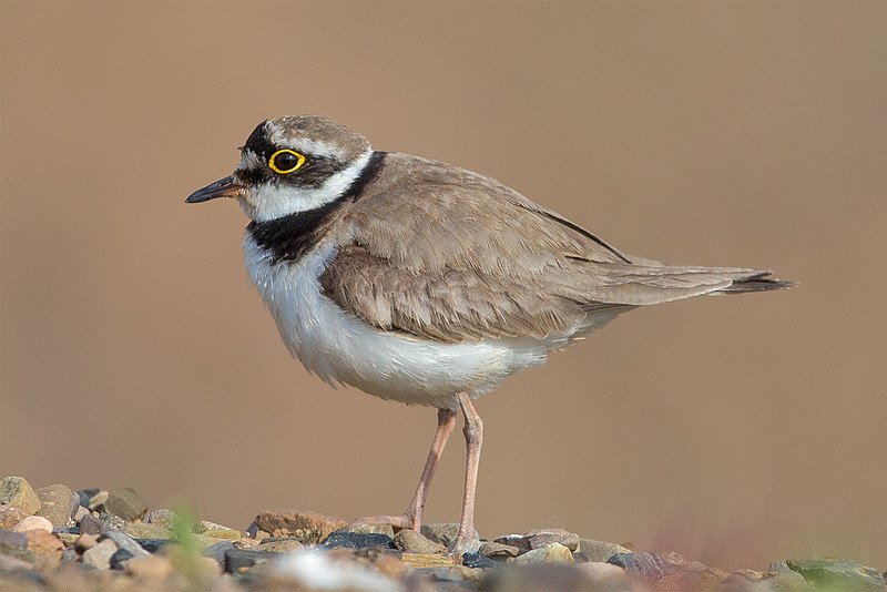 File:Flussregenpfeifer Little ringed plover.jpg