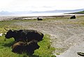 Foreshore at Applecross, with Highland cattle - geograph.org.uk - 2062275.jpg