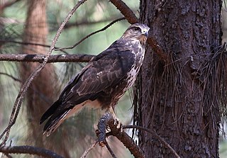 <span class="mw-page-title-main">Forest buzzard</span> Species of bird