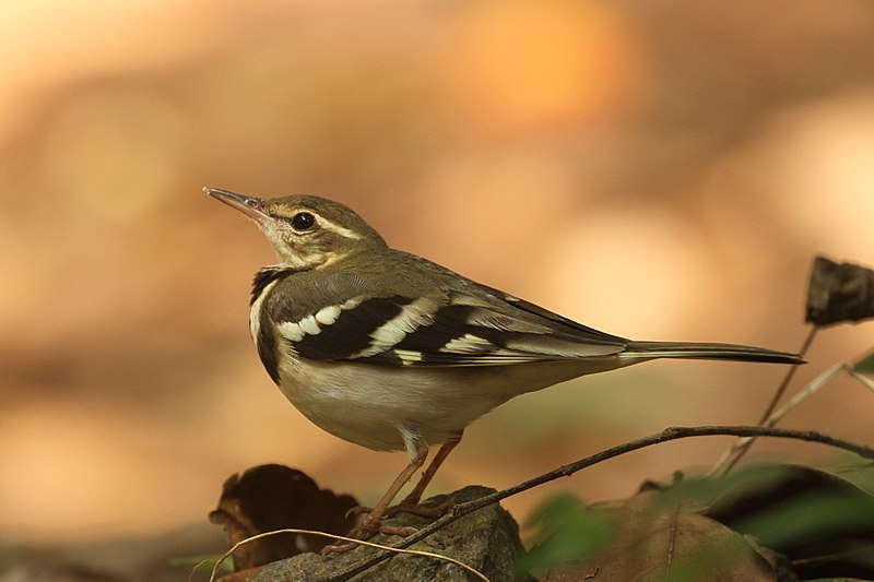 File:Forest Wagtail by David Raju (cropped).jpg