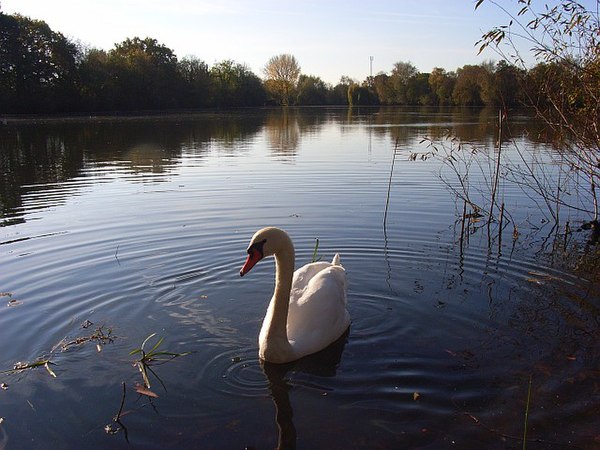 Loddon Nature Reserve, on the outskirts of Twyford, occupies a flooded former gravel pit.