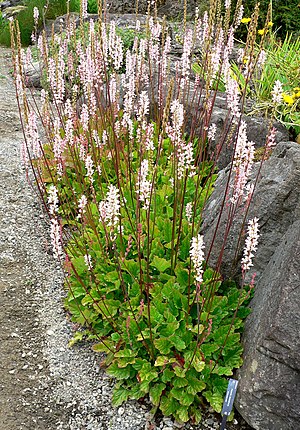 Το είδος Francoa sonchifolia