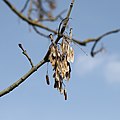 Fraxinus excelsior fruits