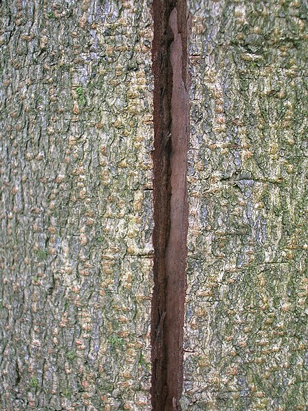 File:Frost Crack on Horse Chestnut.JPG