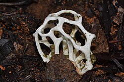 Fungus - Flickr - jeans Photos.jpg