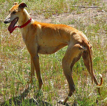 Galgo espagnol Hembra.jpg