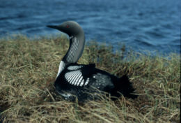 Juodakaklis naras (Gavia arctica)