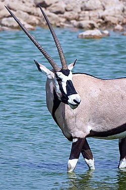 Gemsbok (South African oryx) (oryx gazella) near Okaukuejo, Etosha, Namibia