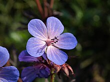 Geranium himalayense, Himalayan cranesbill Geranium himalayense, Cloppenburg (DE) P6244293.jpg