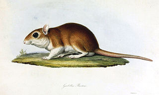 <span class="mw-page-title-main">Burton's gerbil</span> Species of rodent