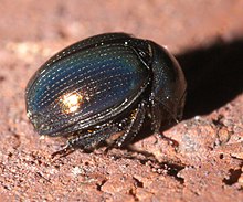 A color photograph of Germarostes aphodioides, a round, shiny black beetle