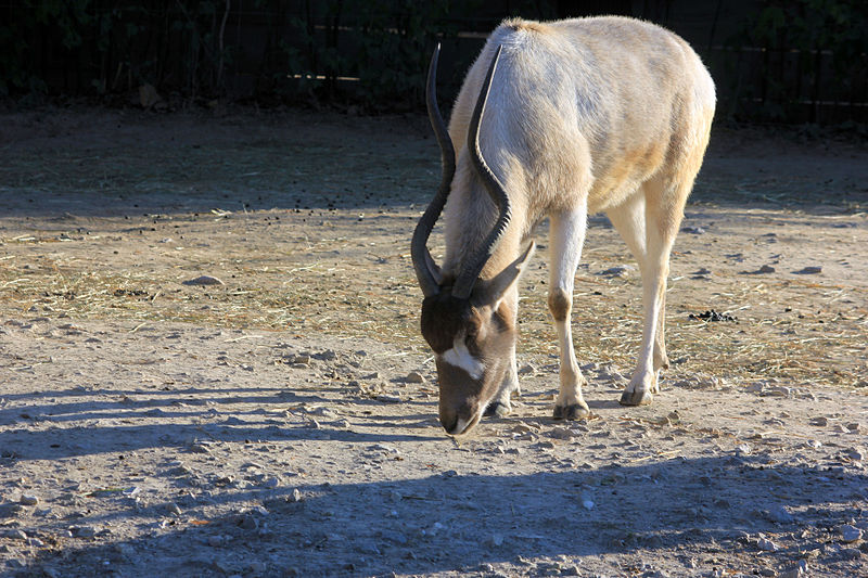 File:Gfp-addax.jpg