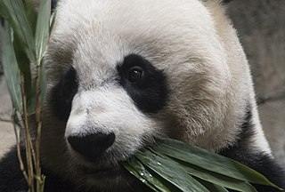 Mei Xiang Female giant panda