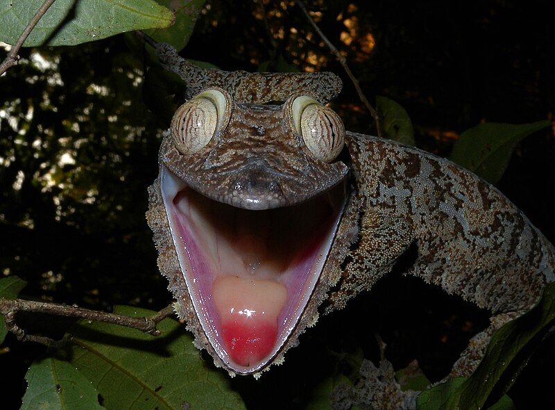 Giant Leaf-tailed Gecko, Nosy Mangabe, Madagascar.jpg