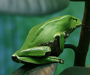 Giant Waxy Monkey Frog.jpg