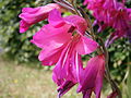 Gladiolus × byzantinus close-up