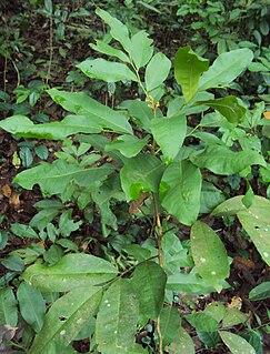 <i>Glycosmis pentaphylla</i> Berry and plant