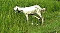 * Nomination goat in jaffna --Maathavan 14:13, 19 May 2014 (UTC) * Decline Sorry, but a large part o f the animal is overexposed (blown area). --Cayambe 17:14, 19 May 2014 (UTC)