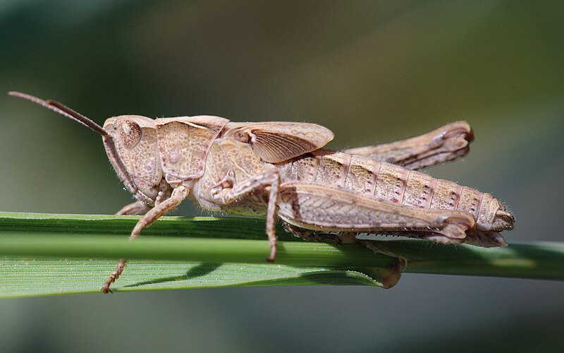 File:Gomphocerina nymph (Germany,Eppelheim).jpg