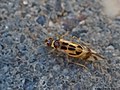 Graphopsocus cruciatus (Linnaeus, 1768)