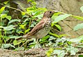 * Nomination Gray-cheeked thrush --Rhododendrites 21:23, 18 May 2024 (UTC) * Promotion  Support Good quality. --TOUMOU 21:27, 18 May 2024 (UTC)