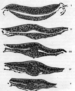 Neuroectoderm Ectoderm that goes on to form the neural plate