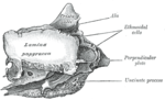 Thumbnail for Orbital lamina of ethmoid bone