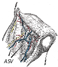 Thumbnail for Anterior accessory saphenous vein