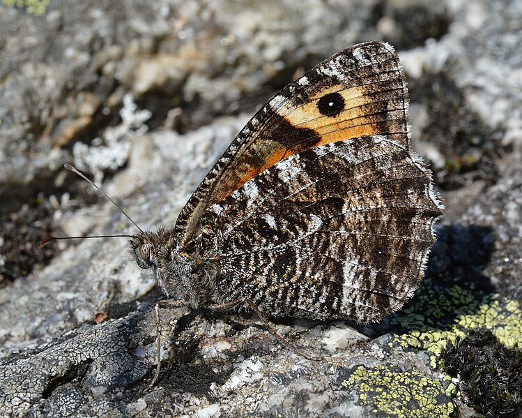 File:Grayling (Hipparchia semele) - Sandnes, Norway 2021-08-02 (02).jpg