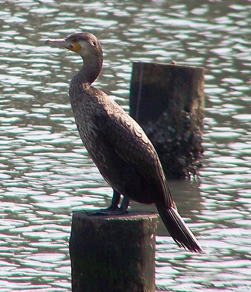 File:Great Cormorant Baby.jpg