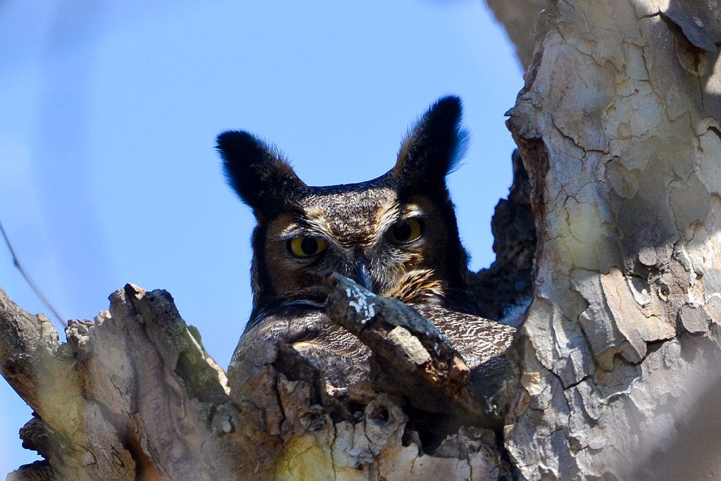 Great Horned Owl (Bubo virginianus) On nest! (16411042694).jpg