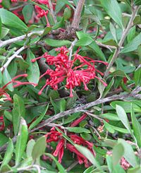 Grevillea oleoides.jpg