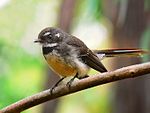 Grey Fantail1444 crop.jpg