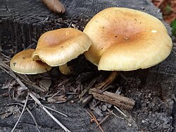 Gymnopilus penetrans G5 (3). 
 JPG