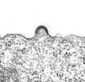 Agrégation de protéines d'enveloppe et courbure de la membrane cellulaire par HIV-1.