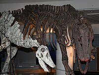 Limaysaurus tessonei