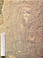 Fossil of Halkieria, showing numerous sclerites on the sides and back, and the cap-like shells at both ends. Halkieria2.jpg