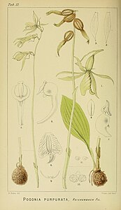 plate 12 Pogonia purpurata Nervilia kotschyi var. purpurata