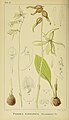 Nervilia kotschyi var. purpurata (as syn. Pogonia purpurata) plate 12 in: Harry Bolus: Orchids of South Africa volume I (1896)