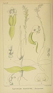 plate 69 Satyrium rupestre