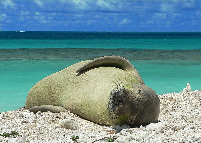 File:Hawaiian monk seal at French Frigate Shoals 06.jpg