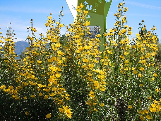 Подсолнечник максимилиана. Helianthus maximiliani. Подсолнечник многолетний Максимилиан. Подсолнух многолетний Максимилиана. Подсолнечник Максимилиан Аэлита.